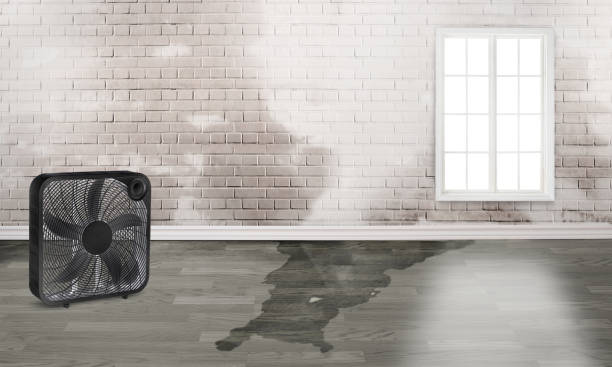 Best Basement water damage restoration  in Lloyd Harbor, NY